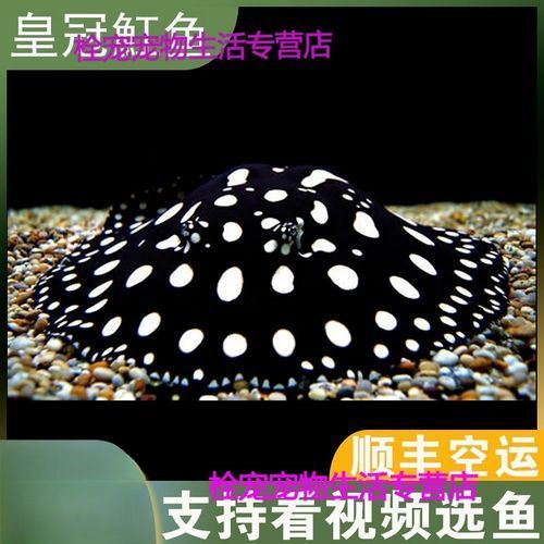 白子黑帝王魟魚的價格是多少？，白子黑帝王魟魚價格是多少？