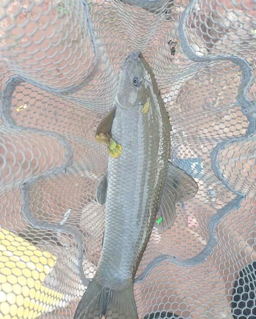 西青龍魚的飼養(yǎng)方法是什么？，西青龍魚的飼養(yǎng)指南亞熱帶雨林緩流水用戶要求詳解
