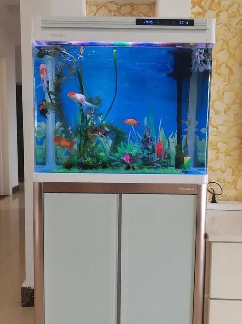 西青龍魚的飼養(yǎng)方法是什么？，西青龍魚的飼養(yǎng)指南亞熱帶雨林緩流水用戶要求詳解