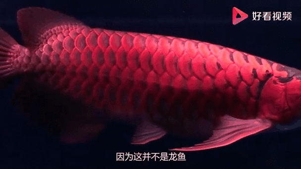 有沒(méi)有龍魚(yú)壁紙的動(dòng)態(tài)版本，數(shù)字化時(shí)代，龍魚(yú)壁紙動(dòng)態(tài)版本全新視覺(jué)體驗(yàn)，緩解龍魚(yú)趴缸