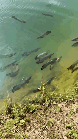 有沒有龍魚壁紙的動態版本，數字化時代，龍魚壁紙動態版本全新視覺體驗，緩解龍魚趴缸