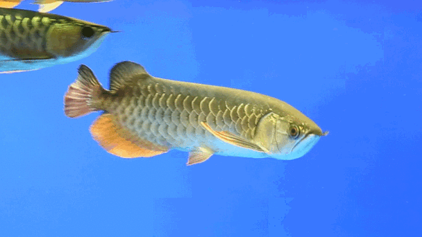 有沒有龍魚壁紙的動態版本，數字化時代，龍魚壁紙動態版本全新視覺體驗，緩解龍魚趴缸