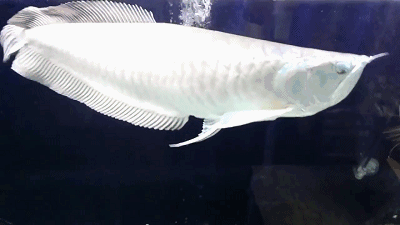有沒有龍魚壁紙的動態版本，數字化時代，龍魚壁紙動態版本全新視覺體驗，緩解龍魚趴缸