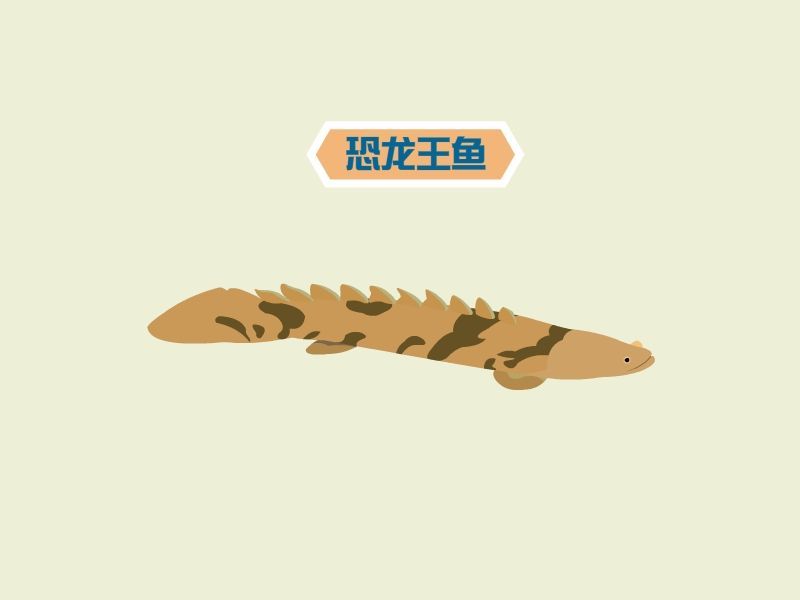 恐龍王魚有哪些品種，恐龍王魚有哪些品種，
