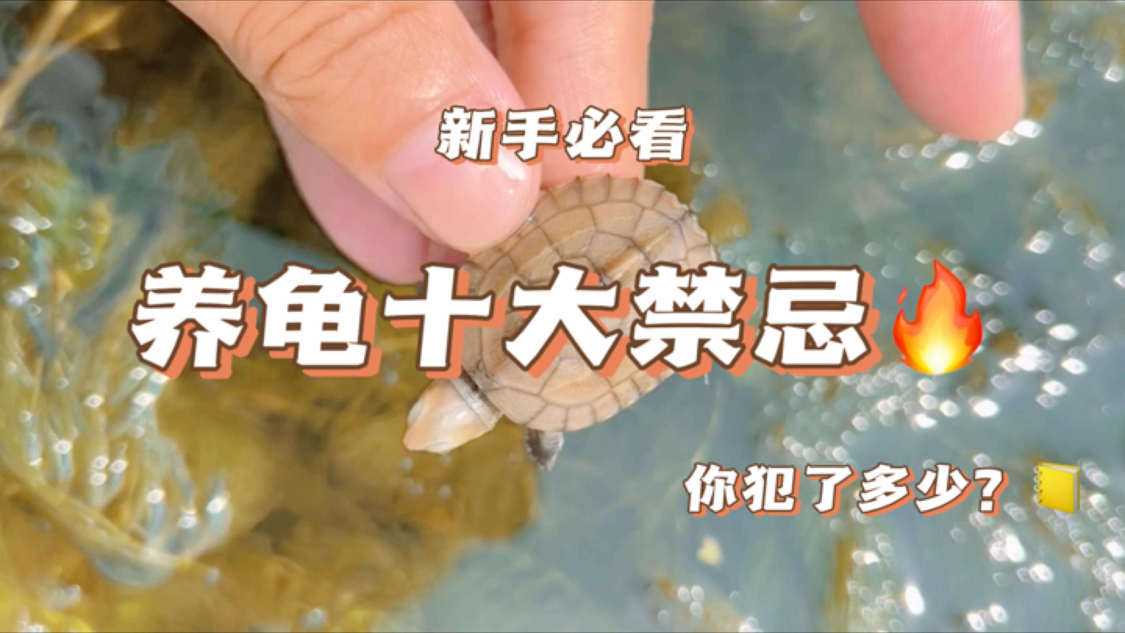 養龜有哪些常見誤區，養龜有哪些常見誤區，新手養龜避坑清單，