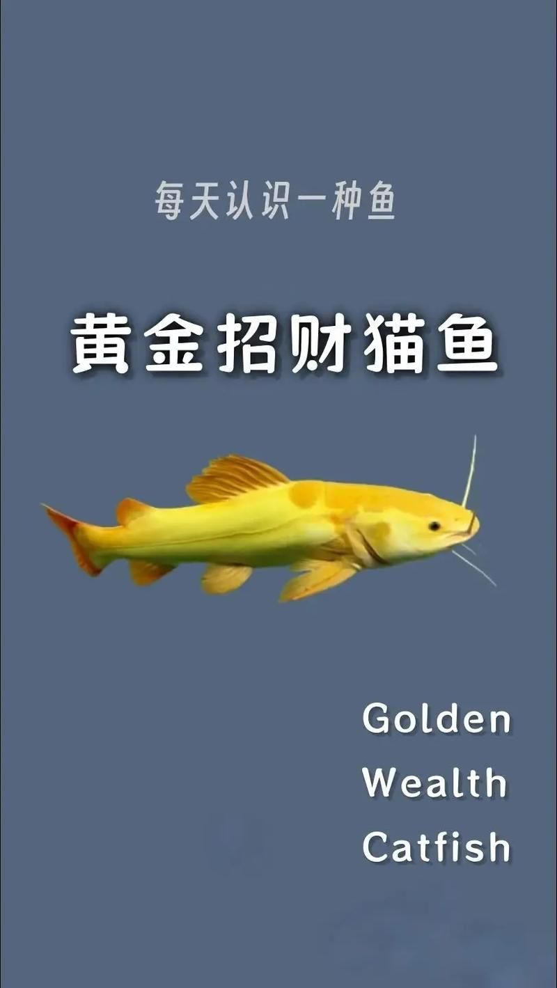 招財(cái)貓魚的價(jià)格是多少，招財(cái)貓魚價(jià)格在幾十元到幾百元人民幣之間的價(jià)格會(huì)更高