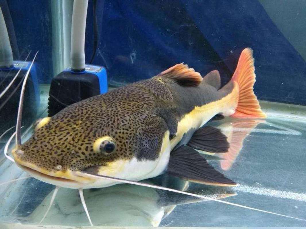 招財(cái)貓魚的價(jià)格是多少，招財(cái)貓魚價(jià)格在幾十元到幾百元人民幣之間的價(jià)格會(huì)更高