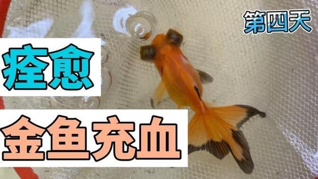 魚鰭充血有血絲會自愈嗎