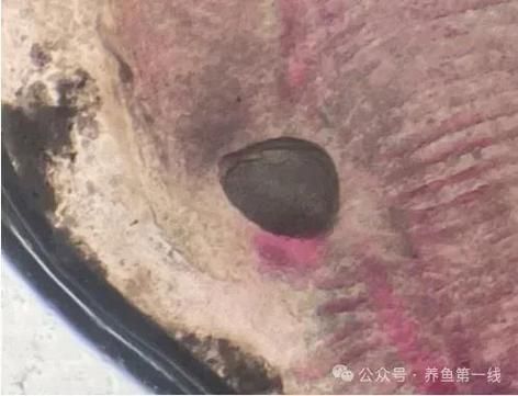 如何判斷魚類是否感染細菌性疾病，arxiv論文助手判斷魚類是否感染細菌性疾病是否感染細菌性疾病