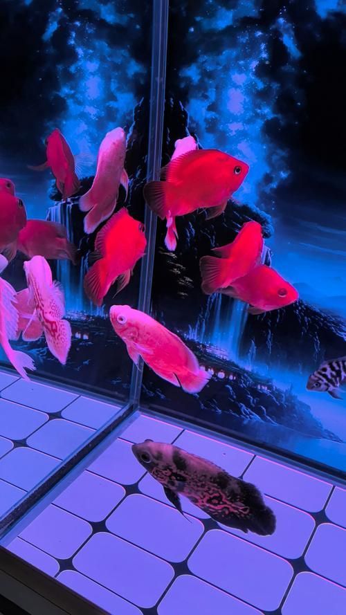 哪里可以買到正品紅面財神魚？，哪里能買到正品紅面財神魚？