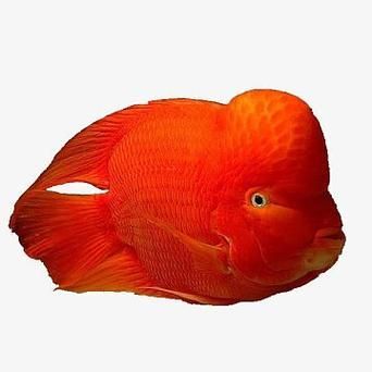 哪里可以買到正品紅面財神魚？，哪里能買到正品紅面財神魚？
