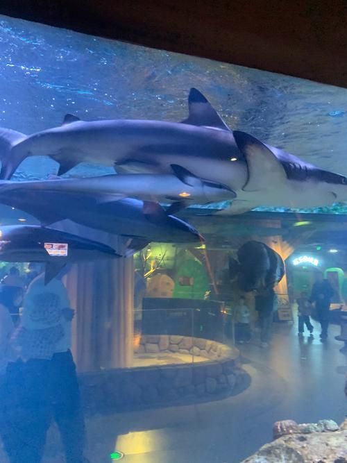 北戴河龍魚養殖基地有哪些？，關于北戴河龍魚養殖基地的問題