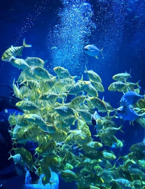 北戴河龍魚養(yǎng)殖基地有哪些？，關(guān)于北戴河龍魚養(yǎng)殖基地的問題