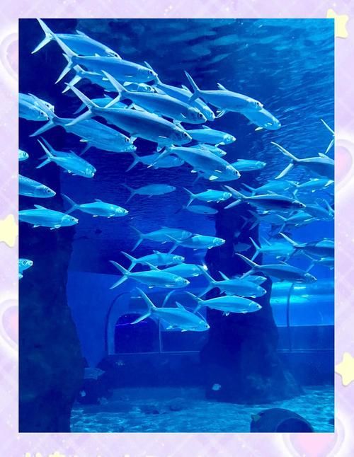 北戴河龍魚養殖基地有哪些？，關于北戴河龍魚養殖基地的問題