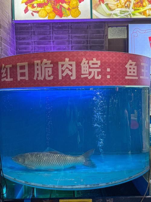 脆魚和龍魚的價格差異有多大？