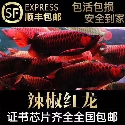 7公分紅龍魚魚苗哪個商家有賣？，7公分紅龍魚魚苗百度優(yōu)選推薦￥199御龍漁場