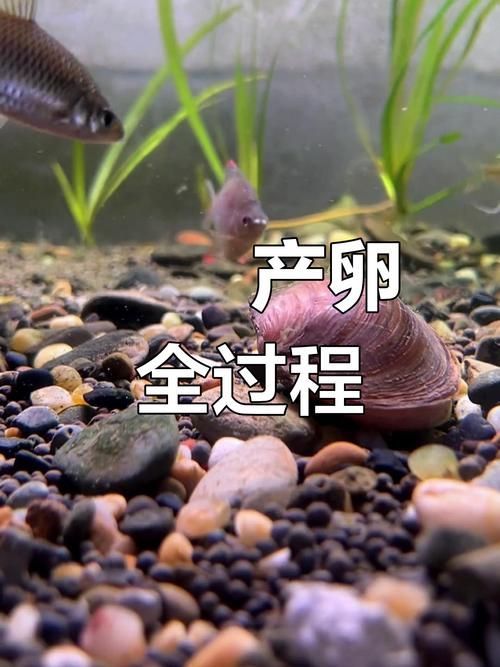 四腳魚的繁殖方法是什么，“四腳魚”的繁殖方式與繁殖方式與繁殖方式的繁殖方式
