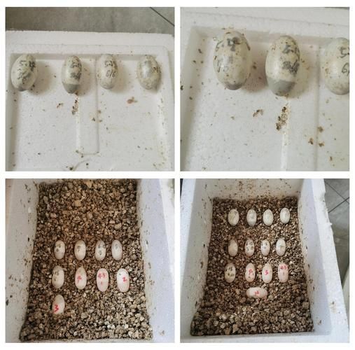 四腳魚的繁殖方法是什么，“四腳魚”的繁殖方式與繁殖方式與繁殖方式的繁殖方式