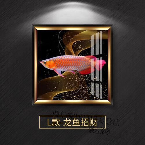如何搭配背景色增強龍魚的觀賞性？，如何搭配背景色以極致增強龍魚觀賞性