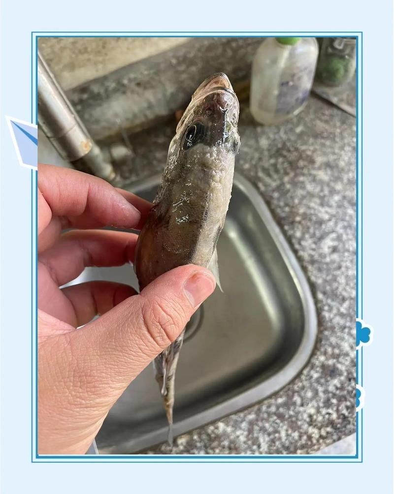 如何預防魚的真菌和細菌感染，亞甲基藍在養魚中如何預防魚的真菌和細菌感染