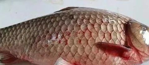 如何判斷李亞龍魚是否感染了細菌性敗血癥，如何判斷李亞龍魚是否感染了細菌性敗血癥？