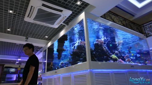 羅湖龍魚有哪些知名品牌，深圳羅湖龍魚品牌羅湖龍魚有哪些知名品牌羅湖龍魚品牌