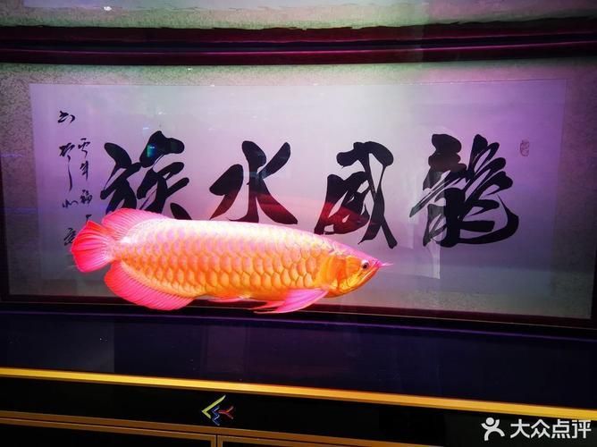羅湖龍魚有哪些知名品牌，深圳羅湖龍魚品牌羅湖龍魚有哪些知名品牌羅湖龍魚品牌
