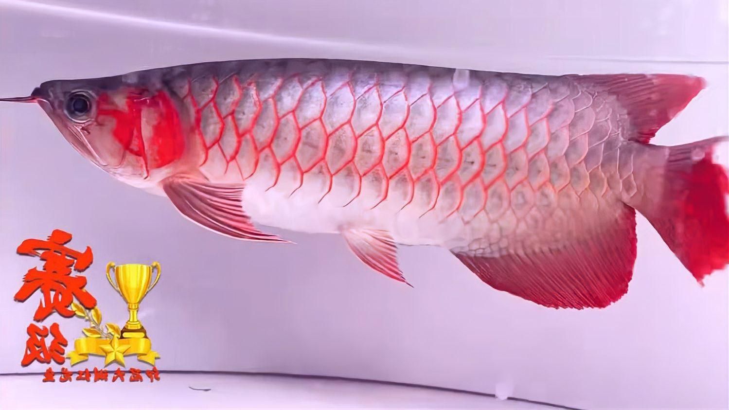 如何區分辣椒紅龍魚和血紅龍，辣椒紅龍魚和血紅龍哪個更受歡迎如何區分辣椒紅龍魚和血紅龍