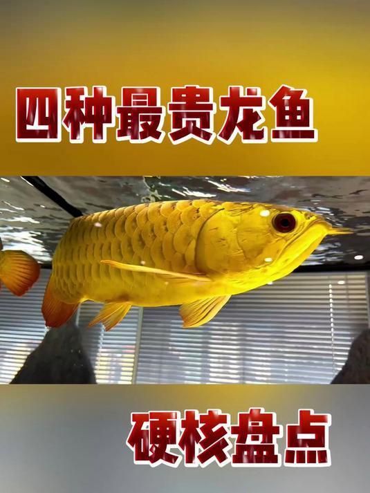 最貴的金龍魚有哪些稀有品種