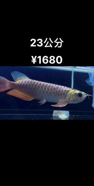 最貴的金龍魚有哪些稀有品種
