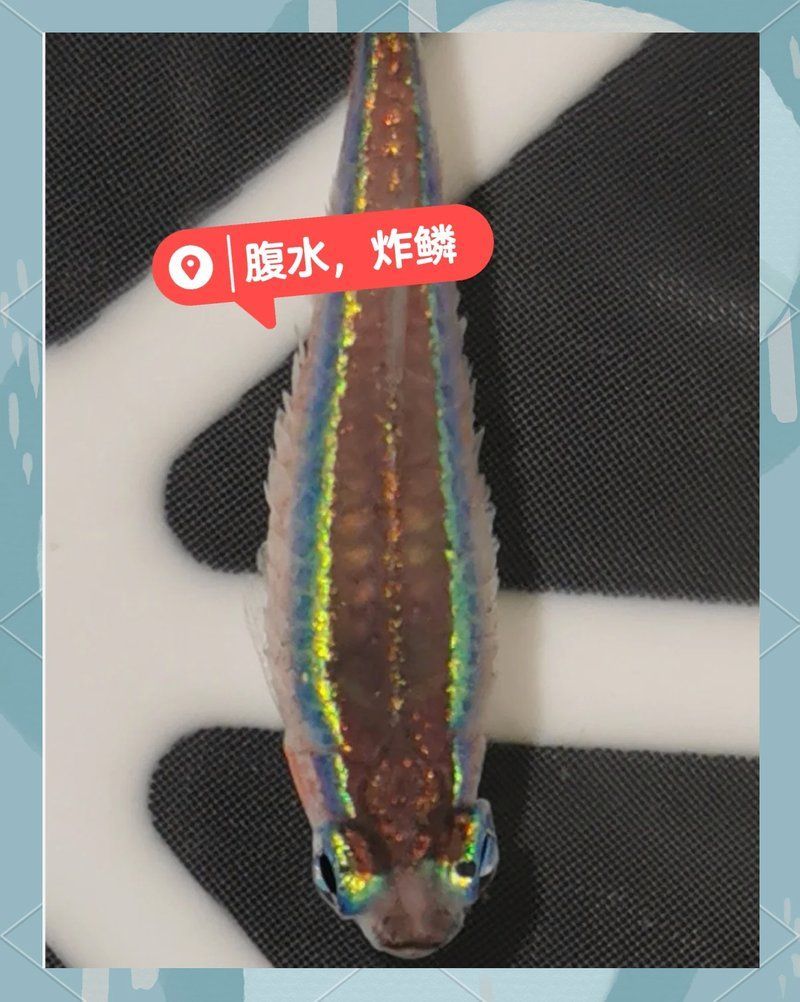 哪些類(lèi)型的魚(yú)腹水可以用土霉素治療，哪些類(lèi)型的魚(yú)腹水可以用土霉素治療土霉素治療土霉素