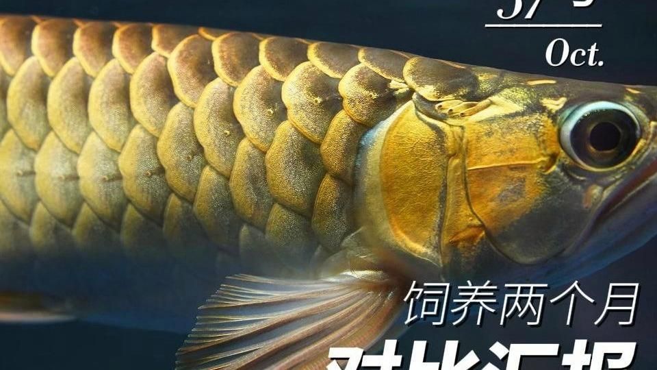 老孫介紹養龍魚的視頻有哪些特點？，養龍魚的視頻有哪些特點？