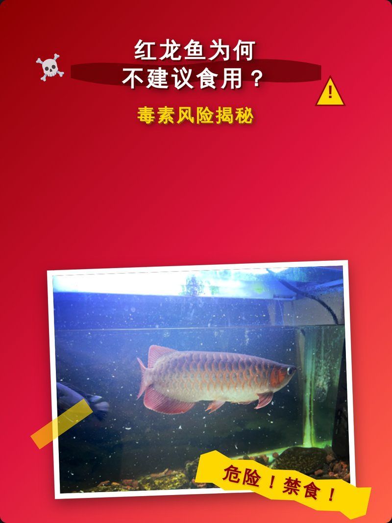 如何辨別紅龍魚是否安全食用，如何辨別紅龍魚是否安全威法律與生態事實進行觀賞價值