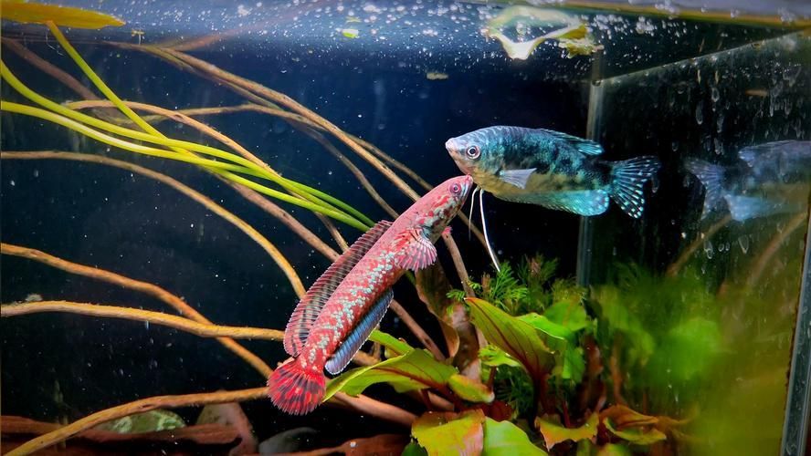 如何區分不同品種的雷龍魚？，如何區分“雷龍魚”