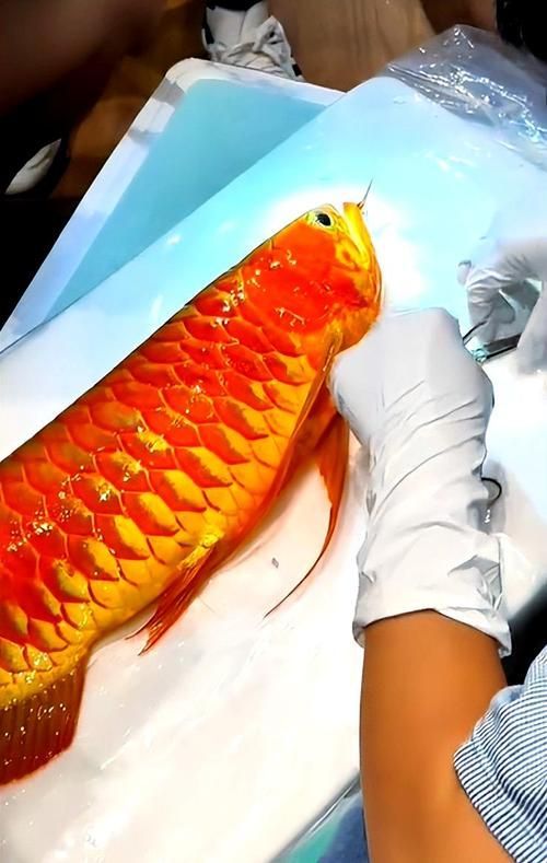 越秀龍魚的市場供應情況，越秀龍魚市場供應情況主要批發市場價格遠超普通淡水魚