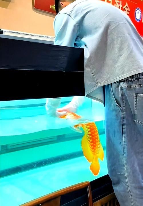 越秀龍魚的市場供應情況，越秀龍魚市場供應情況主要批發市場價格遠超普通淡水魚