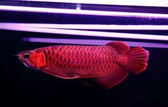 給我一些辨別紅龍魚真偽的圖片示例，如何辨別紅龍魚的真偽？