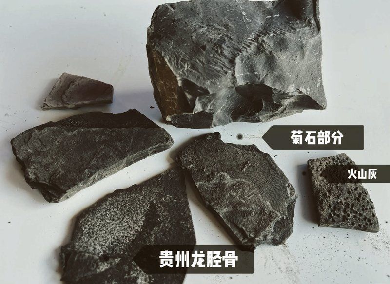 魚龍的棲息地是哪里，探秘貴州魚龍化石寶藏墨痕漫繪