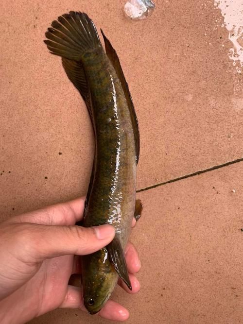 廣東野生雷龍魚的市場價格，廣東野生雷龍魚市場價格差異大，大疆和智云哪個更適合新手