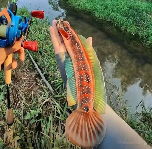 廣東野生雷龍魚的市場價格，廣東野生雷龍魚市場價格差異大，大疆和智云哪個更適合新手