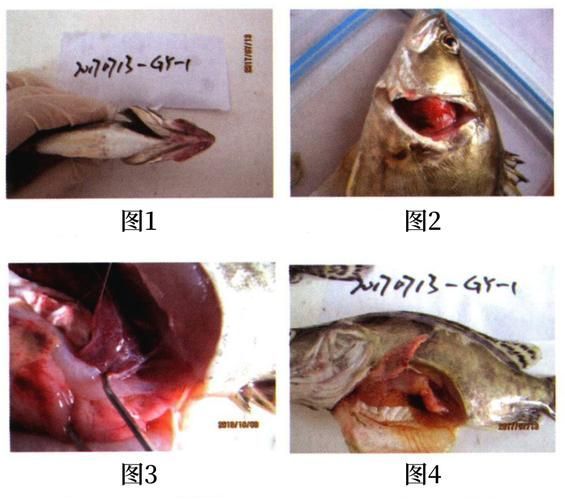 如何預防魚病發生，arxiv論文助手arxiv論文助手arxiv論文助手