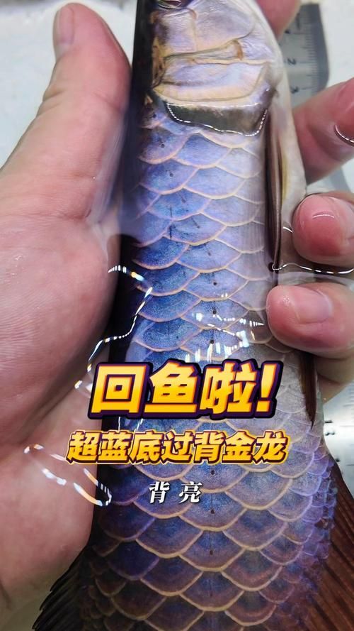 如何鑒別藍(lán)底過背金龍魚的品相，如何鑒別藍(lán)底過背金龍魚