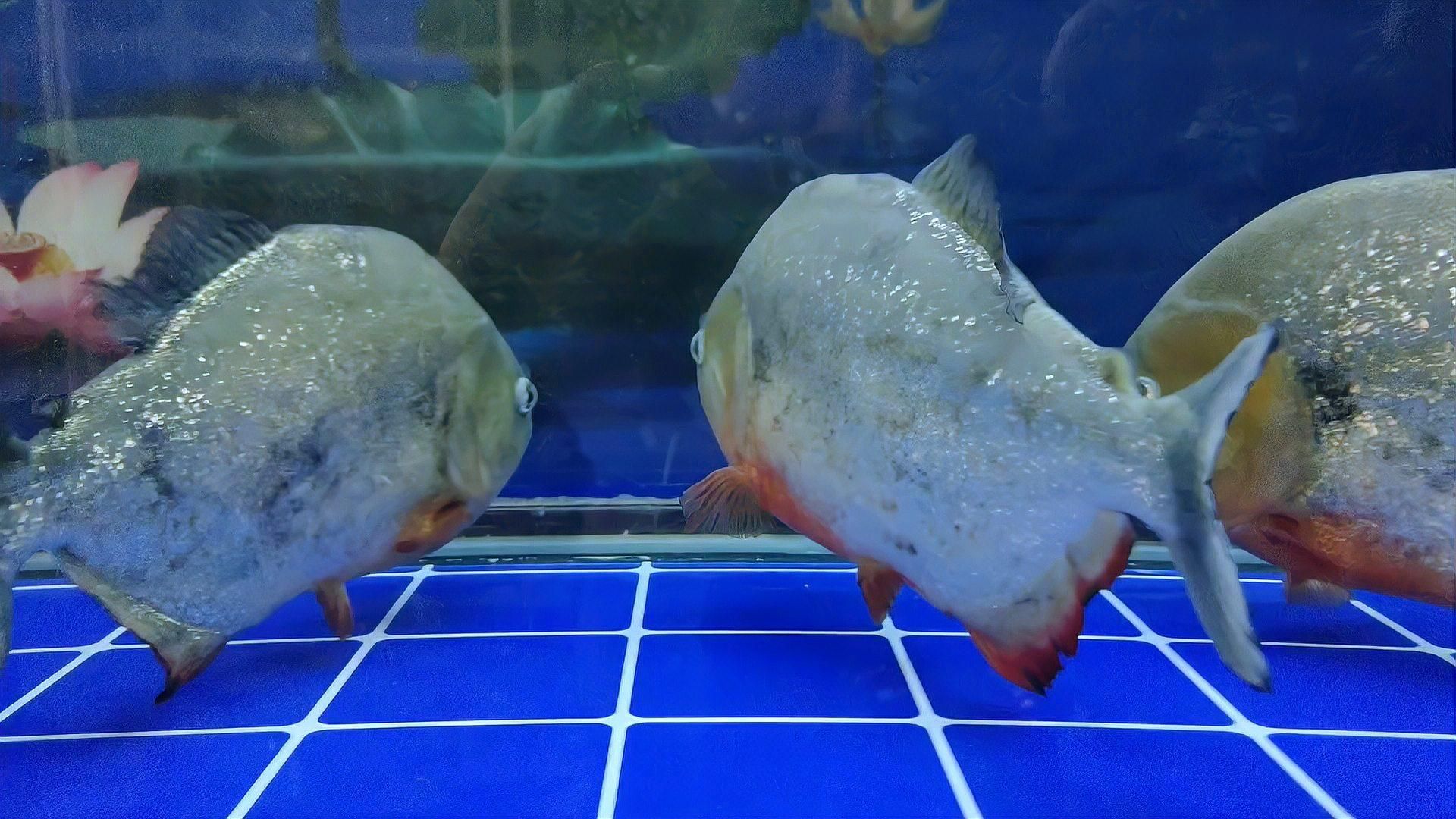 魚蒙眼多久會自愈，魚眼白膜存活指南|急救技巧