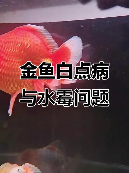 如何預防和治療魚真菌和細菌感染