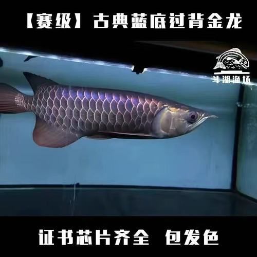 金龍魚幼苗的市場價格是多少，金龍魚幼苗市場價格是多少金龍魚幼苗選購避坑指南