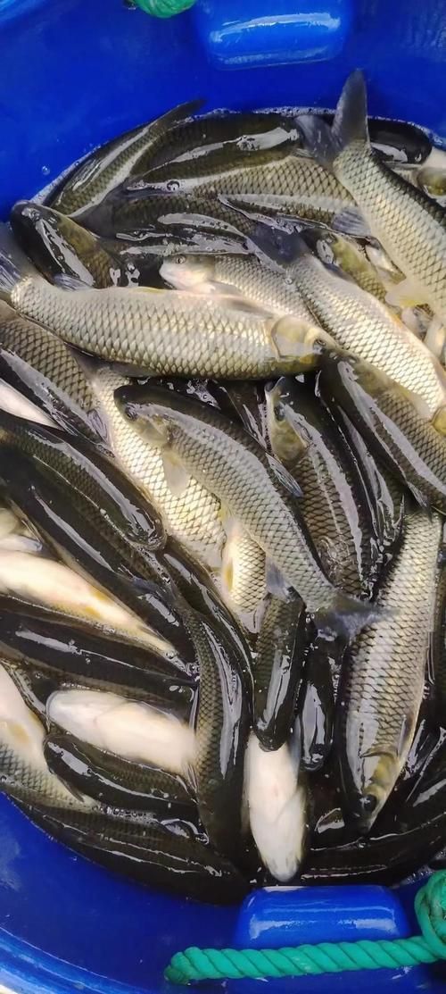 給我提供草魚苗的實時價格，草魚苗價格詳解