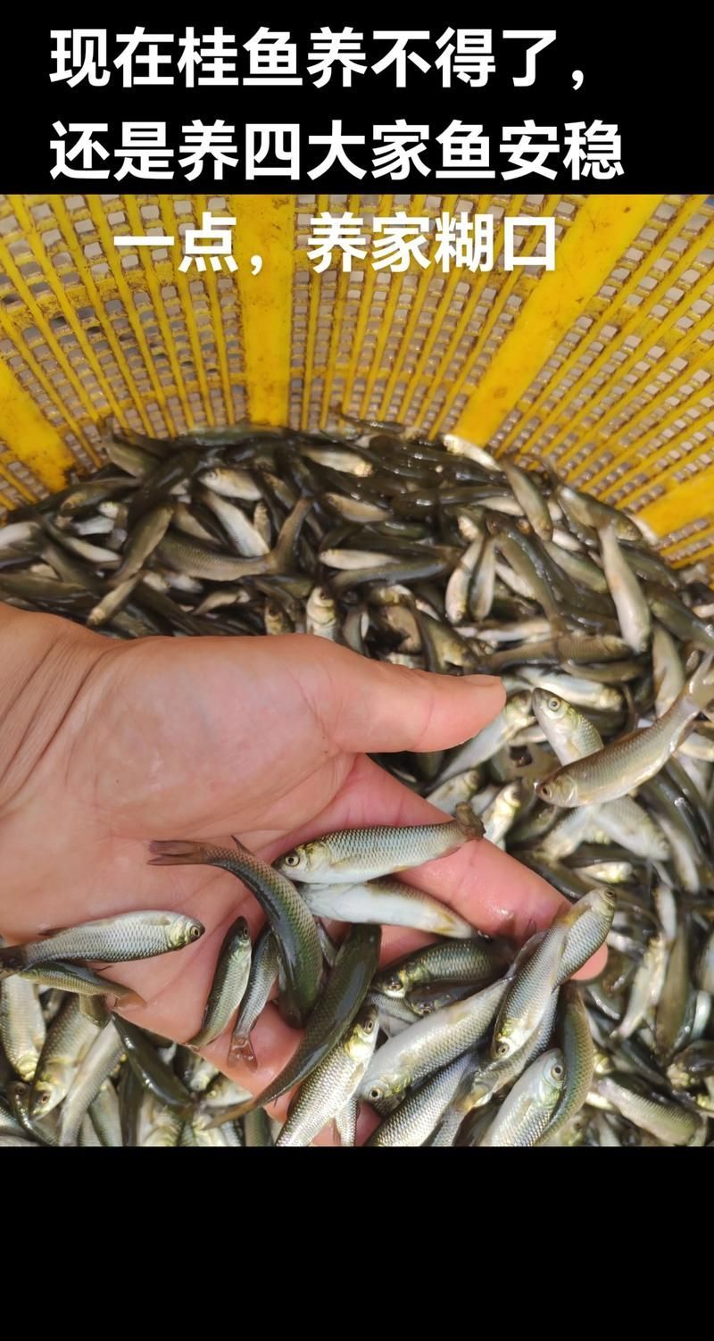 給我提供草魚苗的實時價格，草魚苗價格詳解