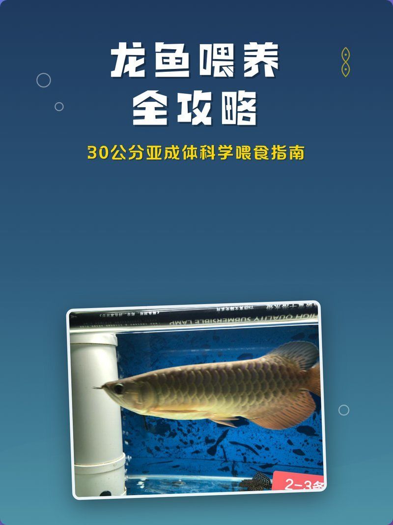 給我一份詳細的龍魚飼料配方比例指南，自制龍魚飼料配方指南