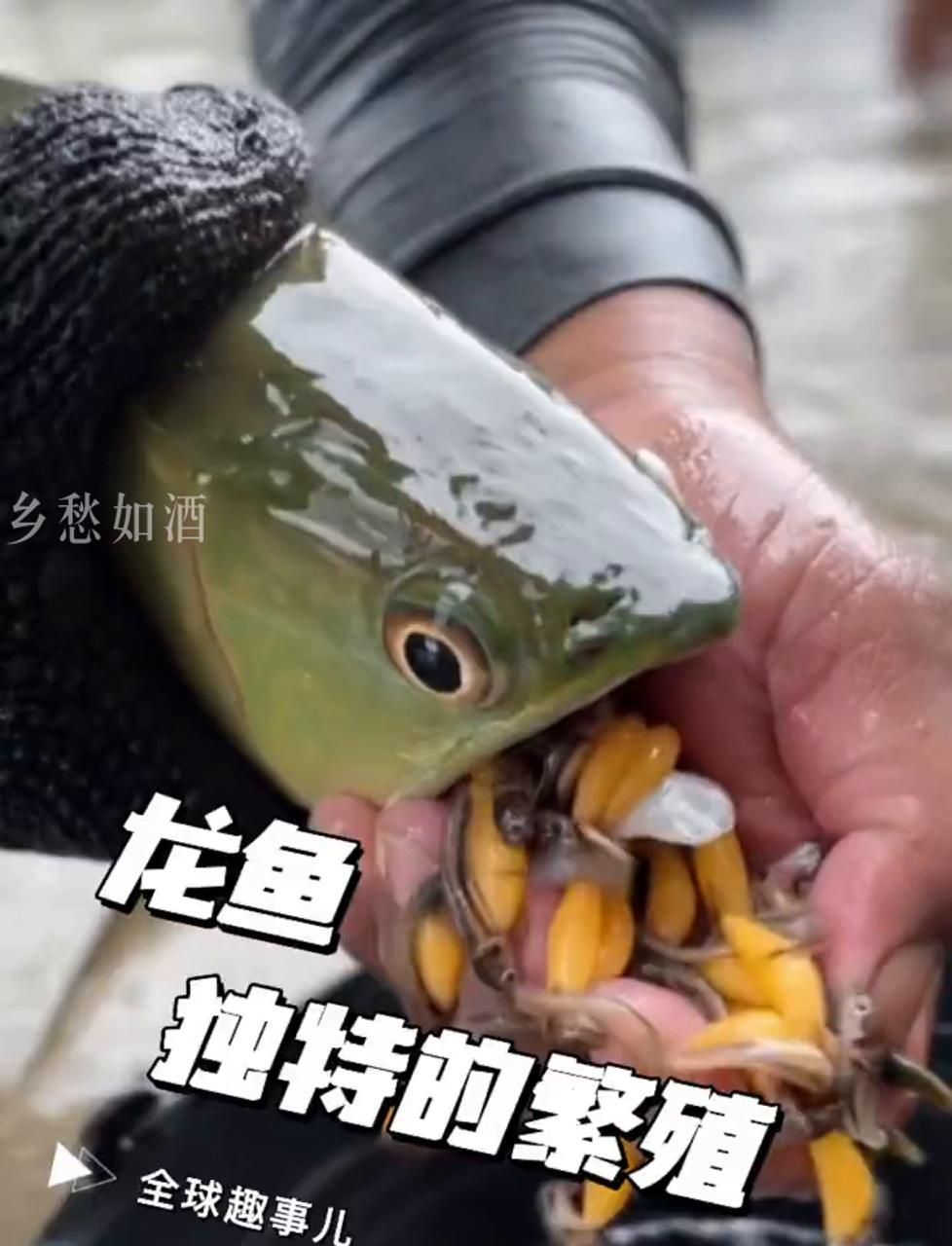 推薦一些龍魚繁殖的高清視頻，“龍魚繁殖全攻略”系列視頻系列視頻系列視頻推薦