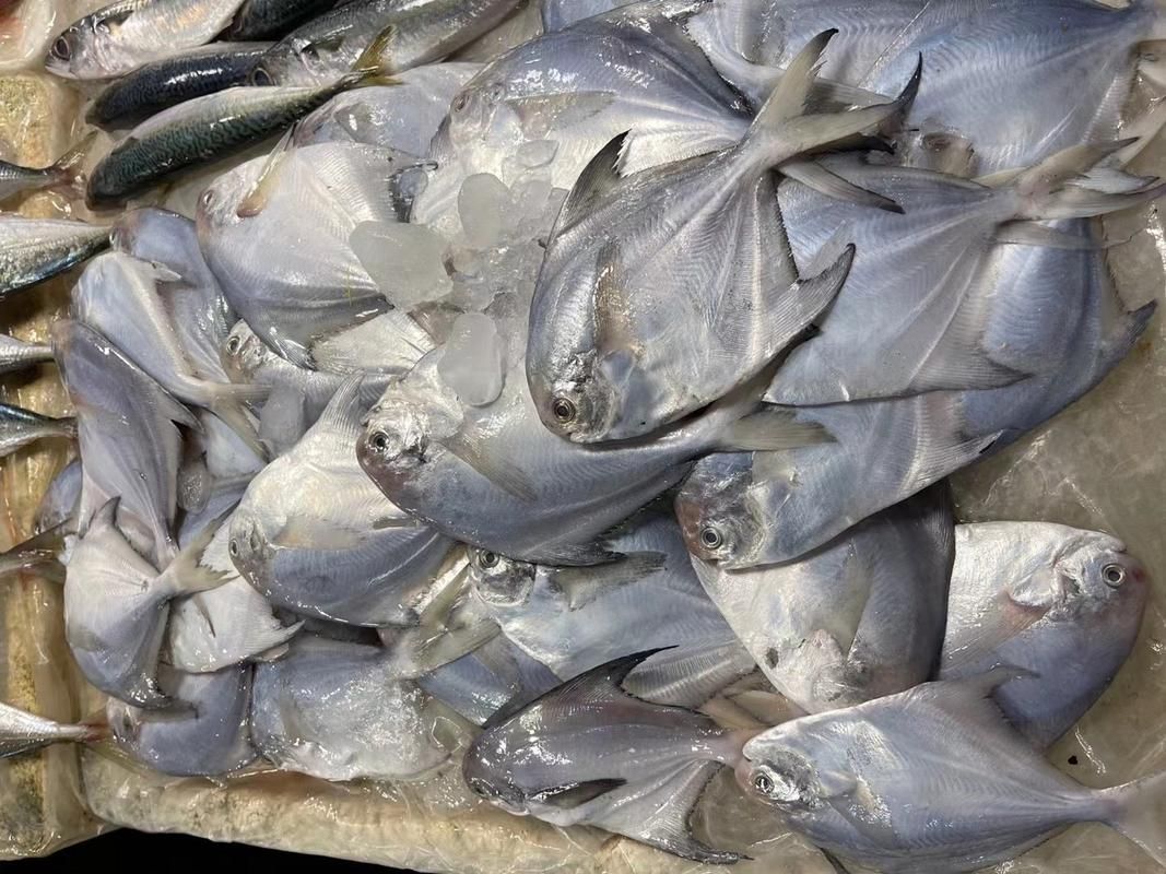 給我一些倉龍魚的圖片，倉龍魚是一種體型較大的淡水觀賞魚，被稱為紅尾龍魚或紅尾金龍魚